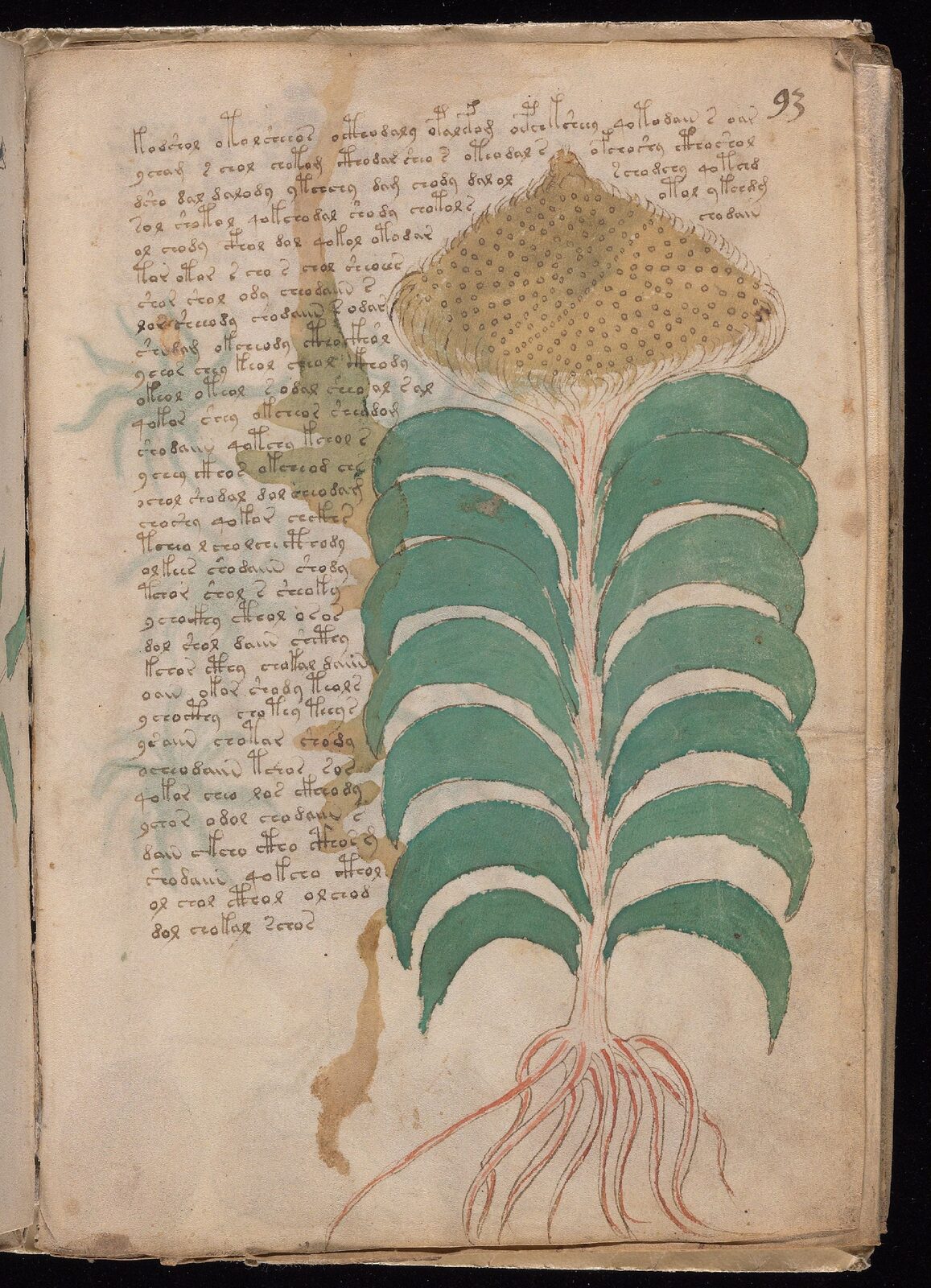 Beinecke MS 408, folio 93r — pharmaceutical section.