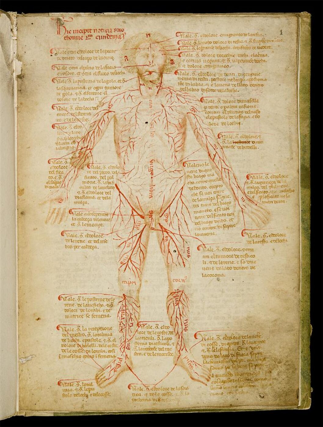 Squarcialupi consilium manuscript folio